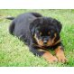 Rottweiler Welpen - Hündin