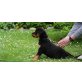 Rottweiler Welpen - Hündin