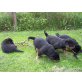 Rottweiler Welpen - Hündin