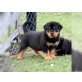 Rottweiler Welpen, Rottweiler - Rüde