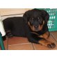 Rottweiler Welpen - Rüde