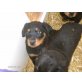 Rottweiler Welpen - Rüde