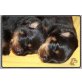 Rottweiler Welpen - Rüde