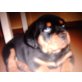 Rottweiler Welpen - Rüde