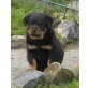Rottweiler Welpen - Rüde