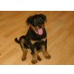 Rottweiler Welpen - Rüde