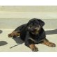 Rottweiler Welpen - Rüde