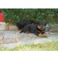 Rottweiler Welpen - Rüde