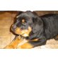 Rottweiler Welpen - Rüde