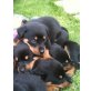 Rottweiler Welpen - Rüde