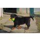 Rottweiler Welpen - Rüde