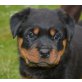 Rottweiler Welpen - Rüde