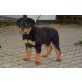 Rottweiler Welpen - Rüde
