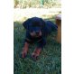 Rottweiler Welpen - Rüde