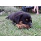 Rottweiler Welpen - Rüde