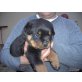 Rottweiler Welpen - Rüde