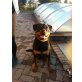 Rottweiler Welpen - Rüde