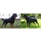 Rottweiler Welpen - Rüde