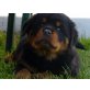 Rottweiler Welpen - Rüde