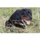 Rottweiler Welpen - Rüde