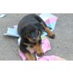 Rottweiler Welpen - Rüde