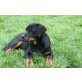Rottweiler Welpen - Rüde