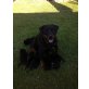 Rottweiler Welpen - Rüde