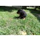 Rottweiler Welpen - Rüde