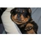 Rottweiler Welpen - Rüde