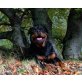 Rottweiler Welpen - Rüde