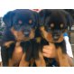 Rottweiler Welpen - Rüde