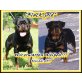 Rottweiler Welpen - Rüde