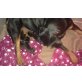 Rottweiler Welpen - Rüde