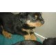 Rottweiler Welpen - Rüde