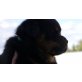 Rottweiler Welpen - Rüde