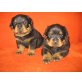 Rottweiler Welpen - Rüde