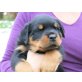 Rottweiler Welpen - Rüde