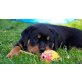 Rottweiler Welpen - Rüde