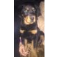 --, Rottweiler Welpen - Rüde