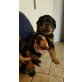 Rottweiler Welpen - Rüde