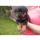 Rottweiler Welpen - Rüde