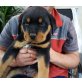 Rottweiler Welpen - Rüde