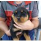 Rottweiler Welpen - Rüde
