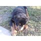 Rottweiler Welpen - Rüde