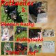 Rottweiler Welpen - Rüde