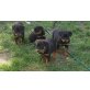 Rottweiler Welpen - Rüde