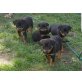 Rottweiler Welpen - Rüde