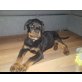 Rottweiler Welpen - Rüde