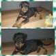 Rottweiler Welpen - Rüde
