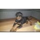 Rottweiler Welpen - Rüde
